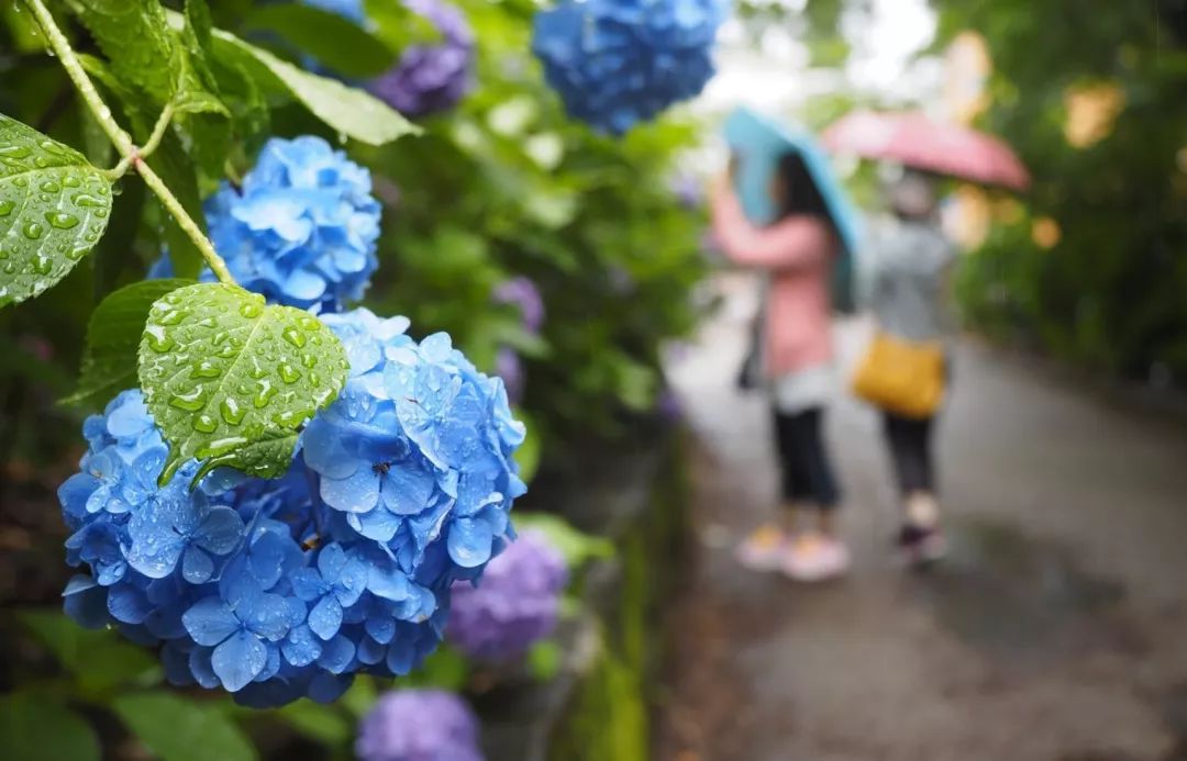 芒种 | 芒种忙，麦上场